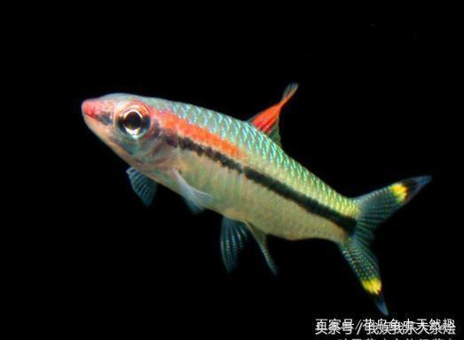 山西龍魚價格走勢分析圖（山西龍魚價格走勢分析圖表）