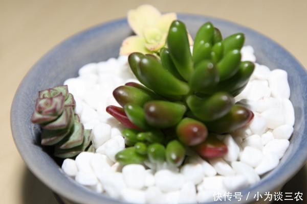 多肉钱串子怎么养护,钱串子怎么砍头!