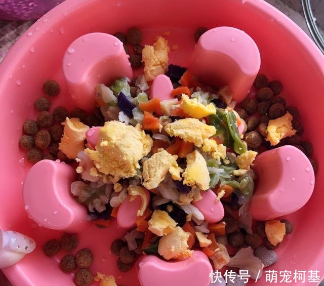 狗狗能吃鸡蛋吗 狗狗吃鸡蛋的5大注意事项!