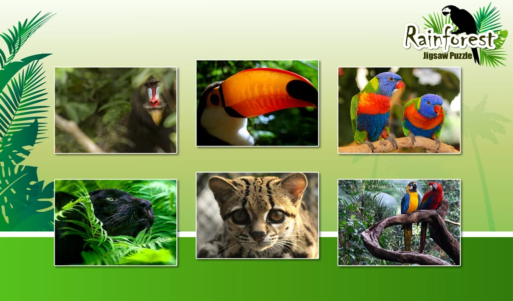 Rainforest Animals Puzzle截图10