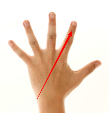 左手食指是哪个手指头分布图_360问答