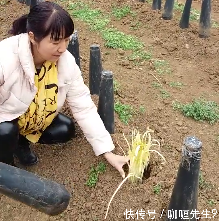 农民把韭菜变韭黄就多一个动作,连小孩都会做,收益就能翻倍!