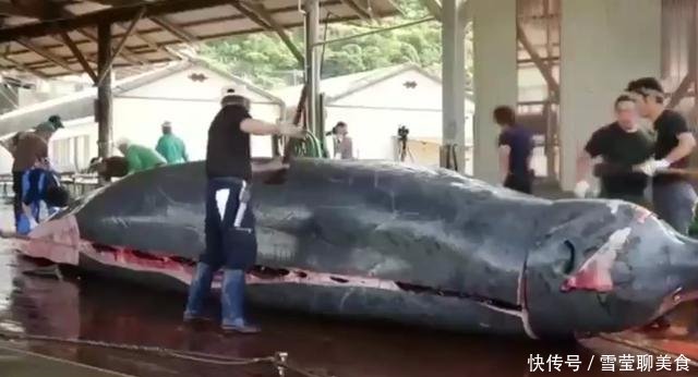 日本人用鲸鱼做刺身,看着就特别的害怕,网友:确