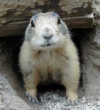 prairie dog 对草原犬鼠 cynomys spp. 的误称.