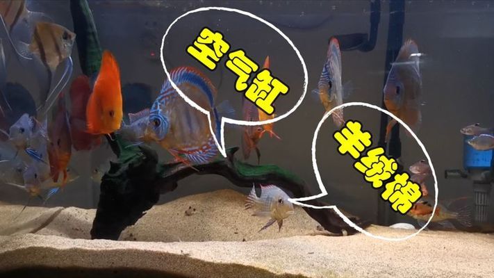 牡丹江水族館大家?guī)兔纯词堑滤_苗嗎？