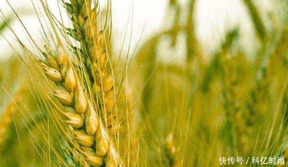 山羊草对小麦生长的影响很大,采用科学的方法