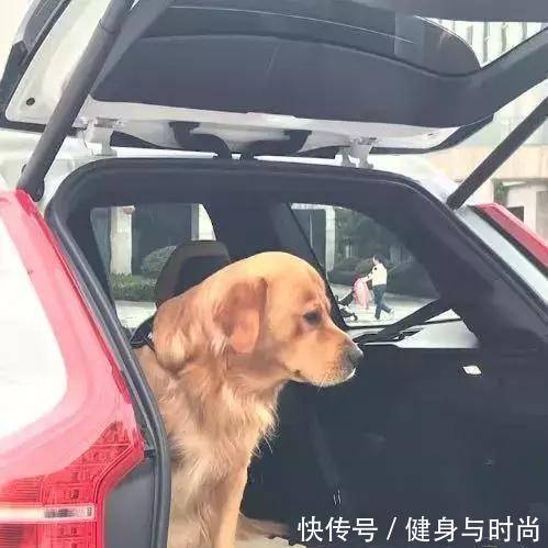 狗的恢复力究竟有多牛X