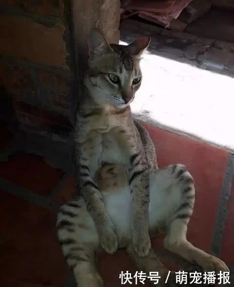 猫咪做完绝育手术后,每天晚上肚子呆坐在门口