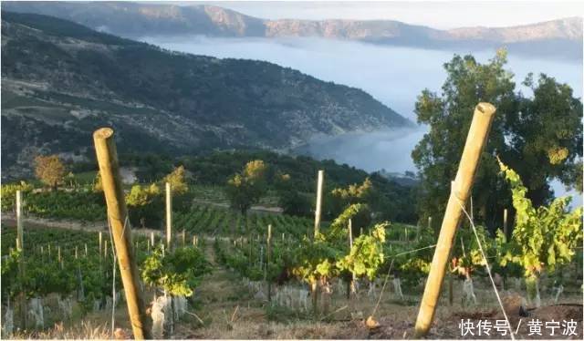 中国红酒供销网--智利葡萄酒的5个独到之处