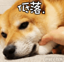 好奇心 正文  要说表情包,可能doge的表情包,真的算是经久不衰,在表情