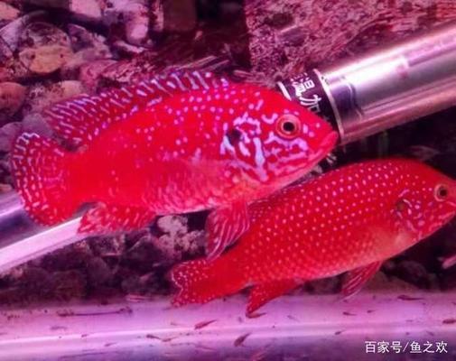 The development of ornamental fish — <strong><mark>arowana</mark></strong>