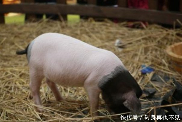 金华猪正确的饲养技术,这些方方面面的问题,都