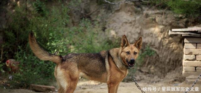 怎么看小狗是不是狼狗 t01479d1285a9f39ac1.jpg