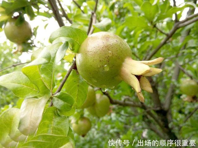 农村一奇特野果,酷似石榴,扔水里能毒晕活鱼,还能做农药杀害虫