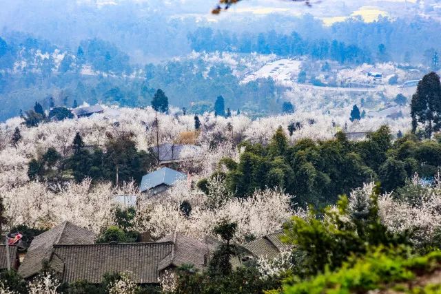 四川三月最值得去的一些花花胜地!你走过几个?