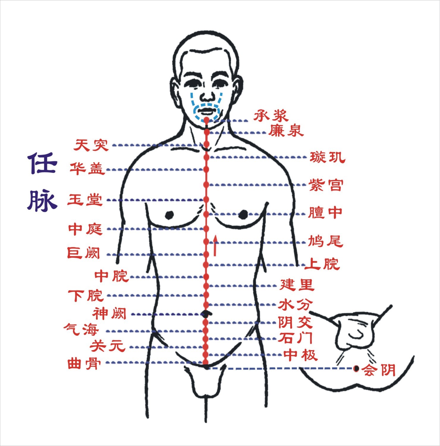 倪海厦针灸课笔记（05）- 任脉之水分、下脘、中脘、巨阙及基本补泻手法 - 知乎