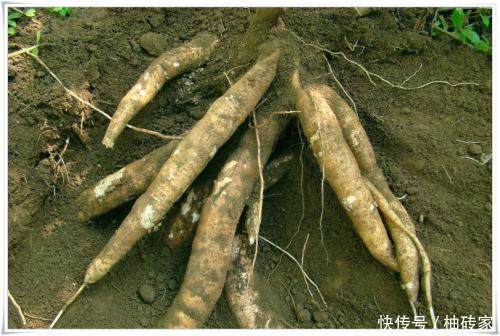 这野味在国外没人要，入侵我国之后，却成了农民摇钱树
