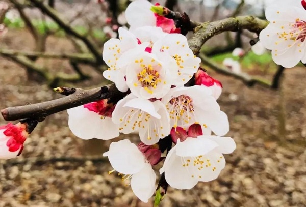 四川三月最值得去的一些花花胜地!你走过几个?