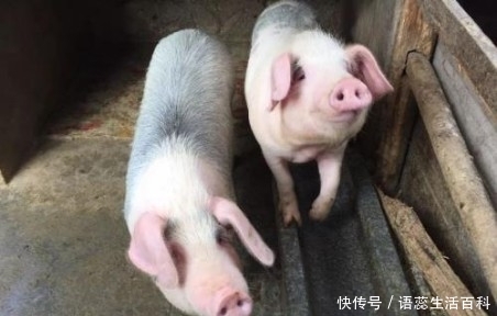 今日大猪价行情