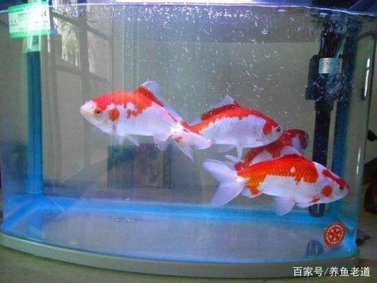 魚缸過濾器材都有什么材質(zhì)的（魚缸過濾器材都有什么材質(zhì)的好）