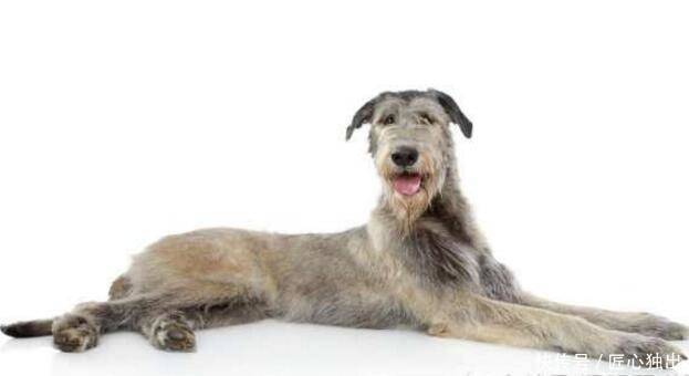 世界上最贵的狗狗品种,第一名产自中国,称无价