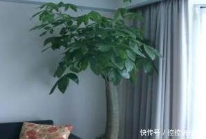 养发财树用什么药 t014a123caf03dcd8aa.jpg