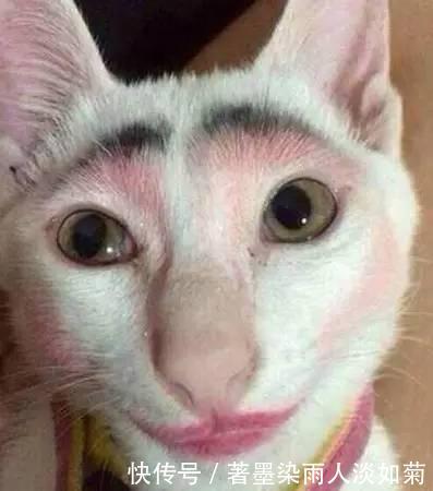 铲屎官都怎么了?纷纷尝试给猫化妆,第六张猫图