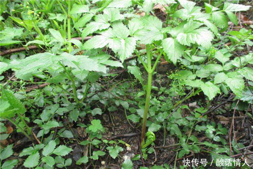 大棚夏季如何种植水芹菜它与野芹菜有什么区别 澳门百家乐游戏