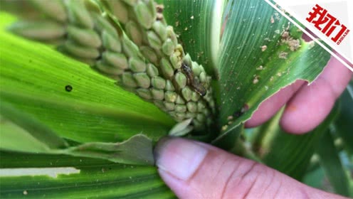外来 b>害虫 /b>横扫13省份危害百万亩玉米地:直击粘虫疯狂啃噬