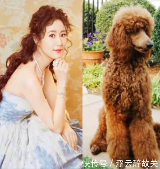 林心如新造型酷是泰迪,晒对比较回应一直想养