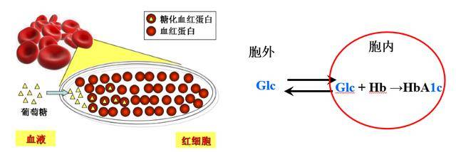 4分钟快速诊断糖尿病 明德生物POCT糖化分析仪上市