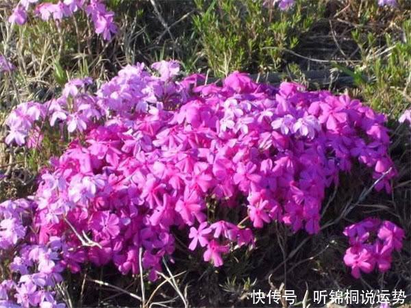 命里有时终须有!3大生肖今年命中有财,未来10天财发不停!