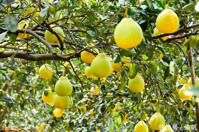 沙田柚好吃,然而很多人却不知原产地在哪里?边