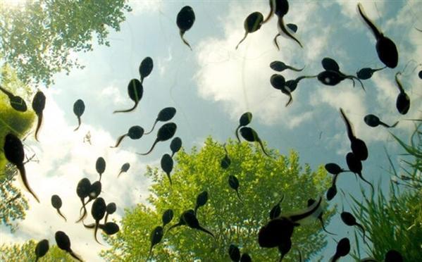 育儿先育己 别喂孩子活蝌蚪