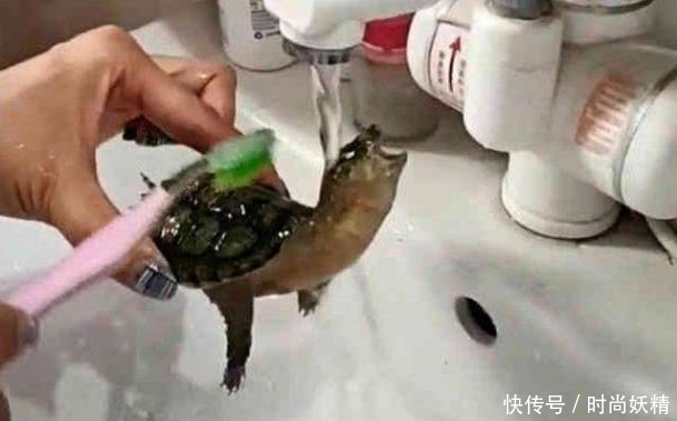 主人给乌龟刷龟壳, 乌龟一脸享受, 接下来的动作