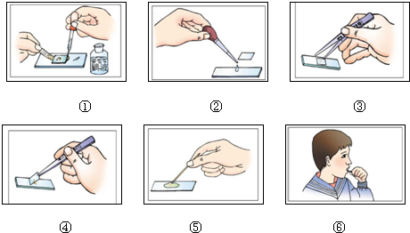 口腔上皮细胞简图_动物世界