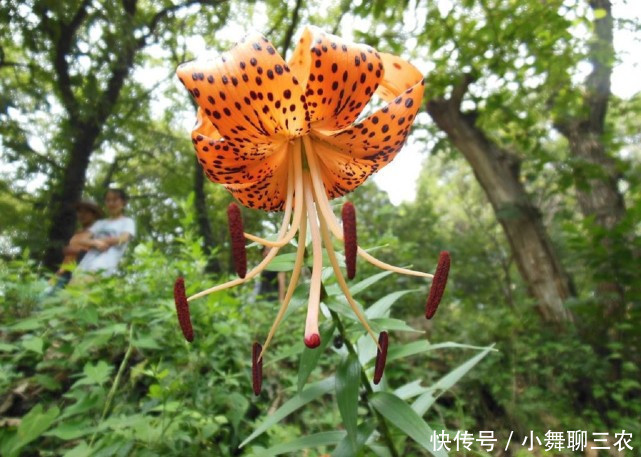 河南农民今天不种玉米改种它,一年两茬,亩产