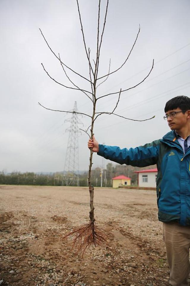 苹果树栽培技术|选苗有讲究,三看选对苗