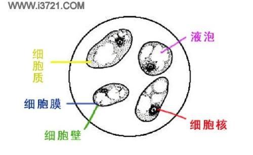 正确标注番茄细胞结构名称 要手绘图