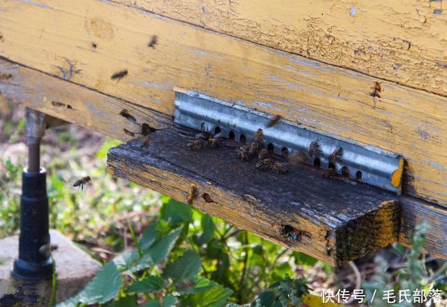 蜜蜂养殖技术|对实现规模化养蜂的八点建议
