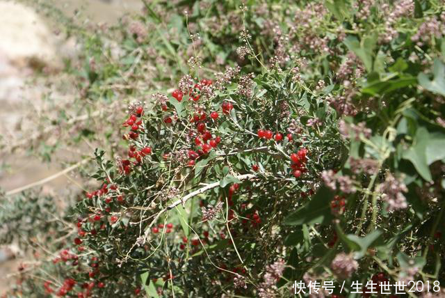 农村地里长出的“火龙球”，有“神果”之称，还是女性之宝