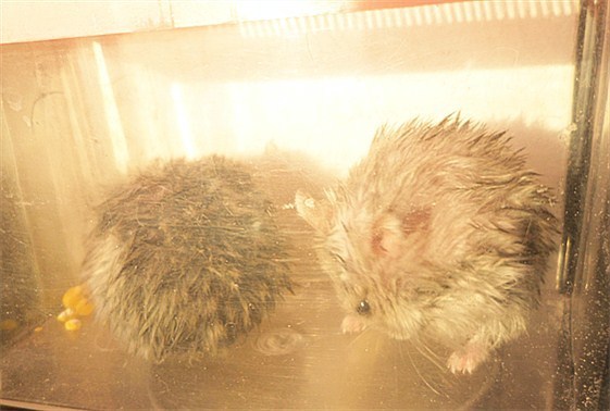 如何给仓鼠洗澡_360问答