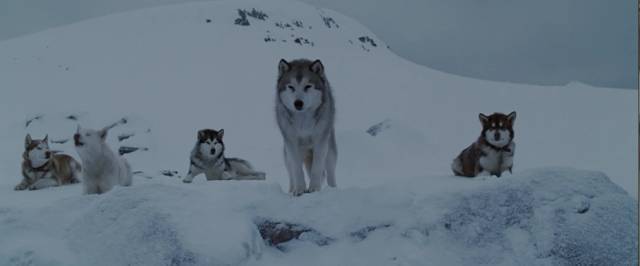 《南极大冒险》这部曾轰动世界的真实事件,主