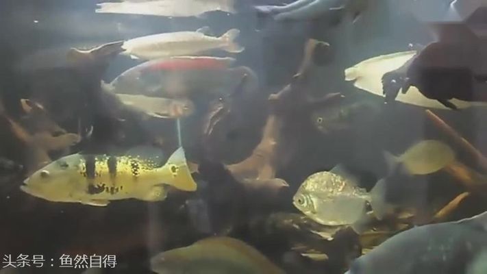 龍魚寄生蟲治療方法圖片大全（龍魚寄生蟲治療方法圖片大全視頻）