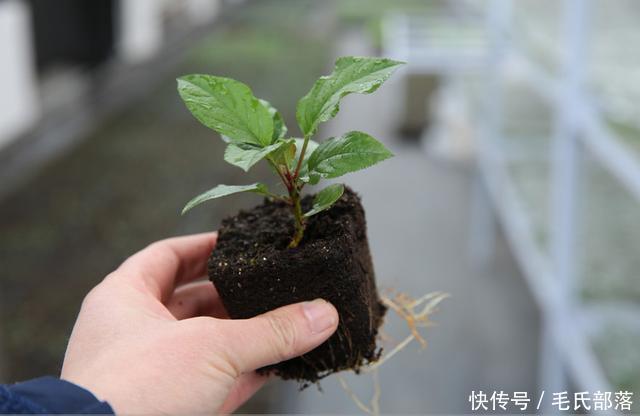 苹果树栽培技术｜苹果树自根砧分枝大苗的特点