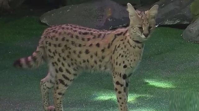 《卡酷动物园》20170225大猫小猫一家亲