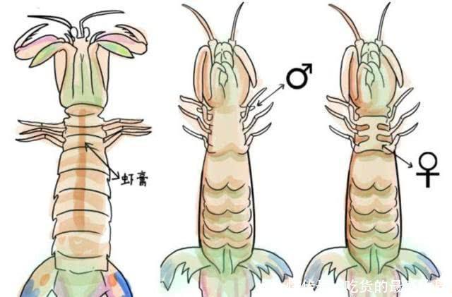 皮皮虾几月有 t0150c642dda2fa10cc.jpg