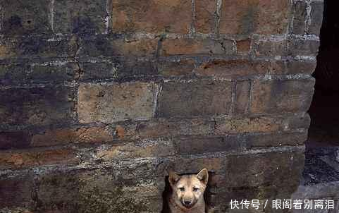 揭秘农村墙上为什么都得留个洞 为人还是为狗 你钻过没有