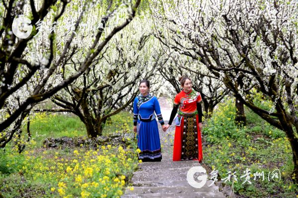 阳春三月!沿河南庄万亩李花吸引着众多游客前来游玩