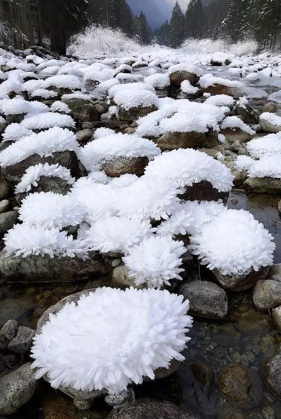 欣赏,唯美的雪中花,美得让人陶醉!